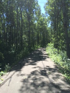 bridgewater forest trails the experience winnipeg trails association
